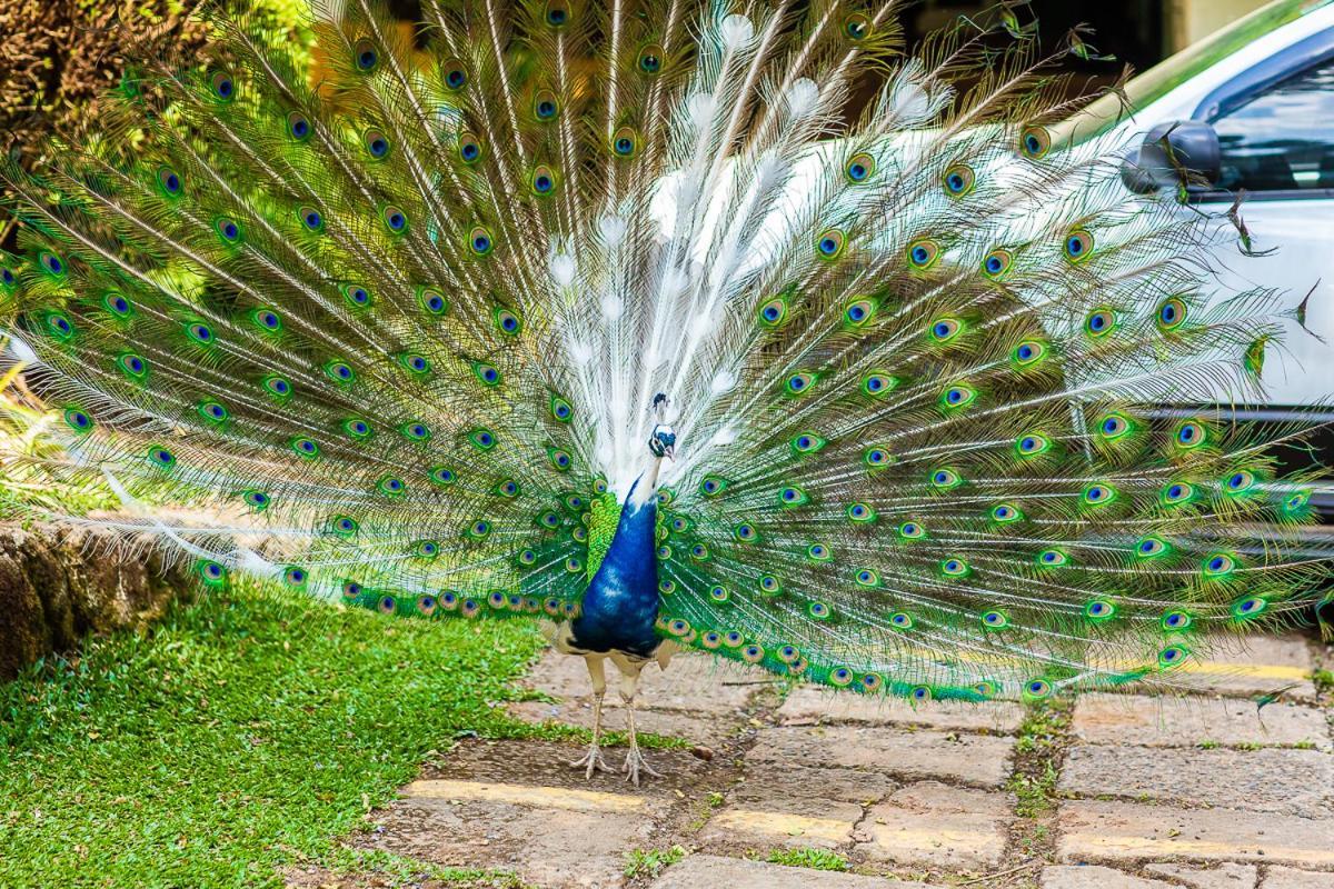 Pousada Villa D'Amore Monte Verde  Bagian luar foto